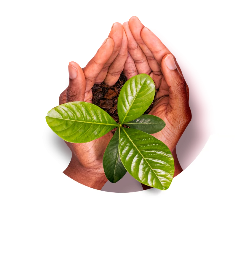 Imagem mão segurando broto de planta representando sustentabilidade.